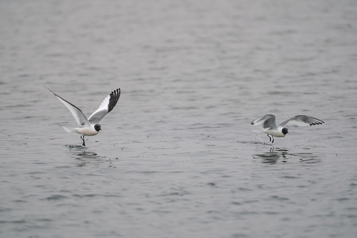 Gaviota de Sabine - ML644780947