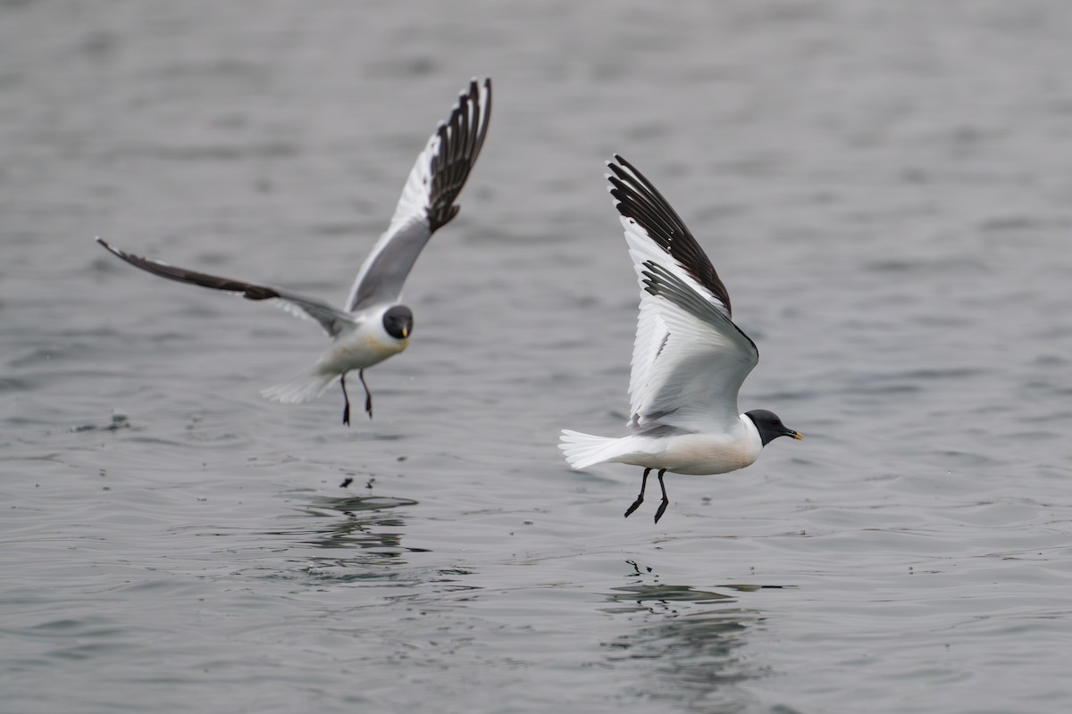 Gaviota de Sabine - ML644780948