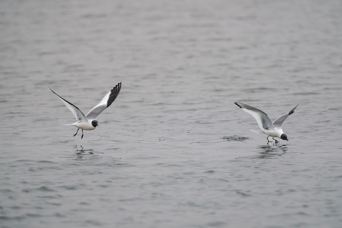 Gaviota de Sabine - ML644780949