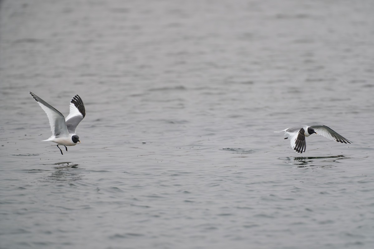 Gaviota de Sabine - ML644780950