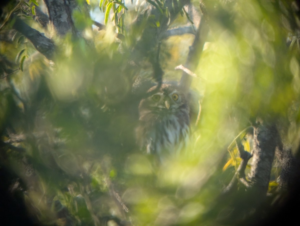 Ferruginous Pygmy-Owl - ML644780951