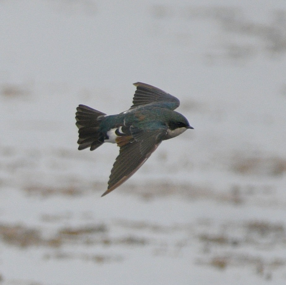 Tree Swallow - ML644780953