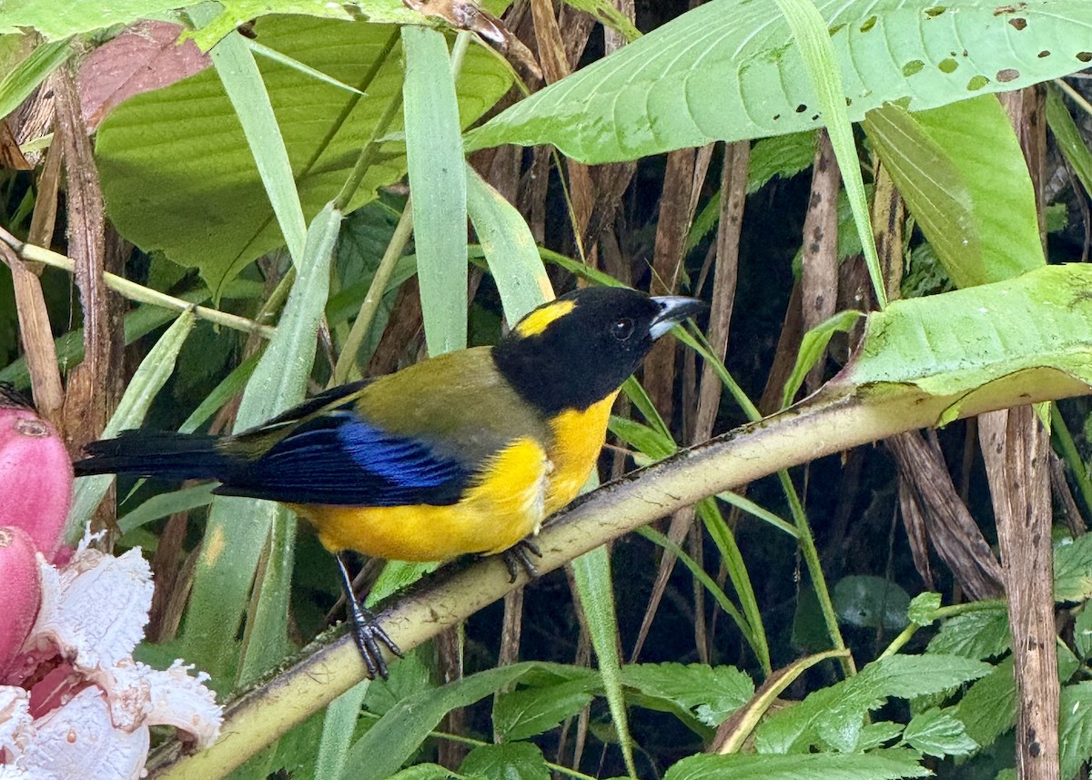 クロアゴヤマフウキンチョウ - ML644780957