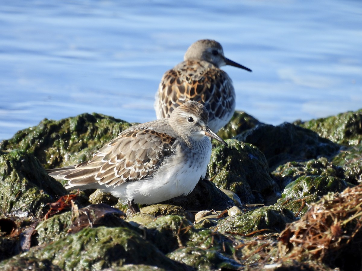 White-rumped Sandpiper - ML644780958