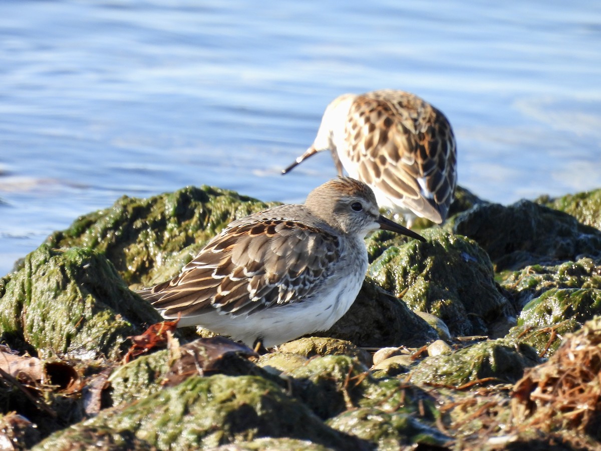 White-rumped Sandpiper - ML644780959