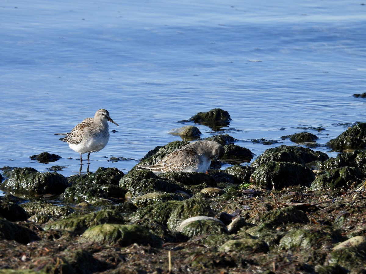 White-rumped Sandpiper - ML644780960