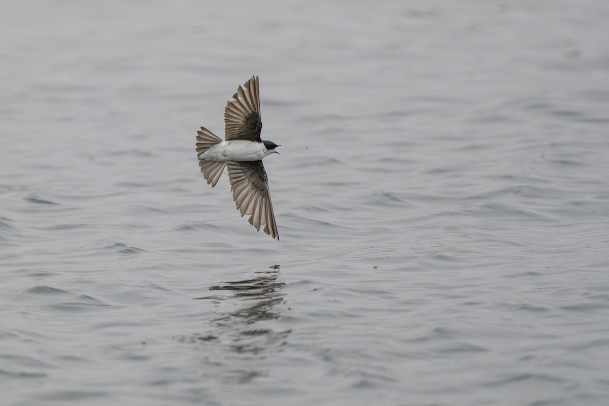 Golondrina Bicolor - ML644780961