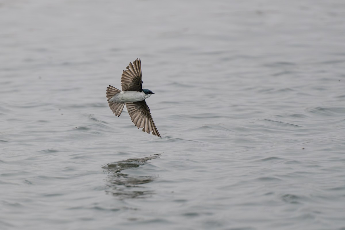 Golondrina Bicolor - ML644780962