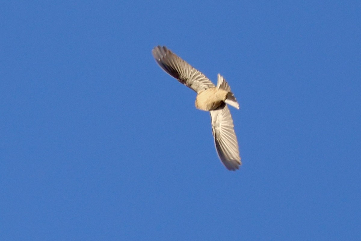 Smith's Longspur - ML644780963