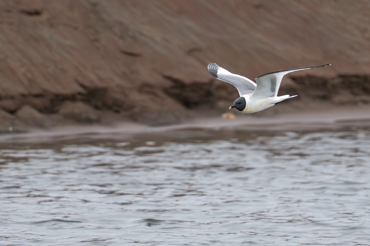 Gaviota de Sabine - ML644780969