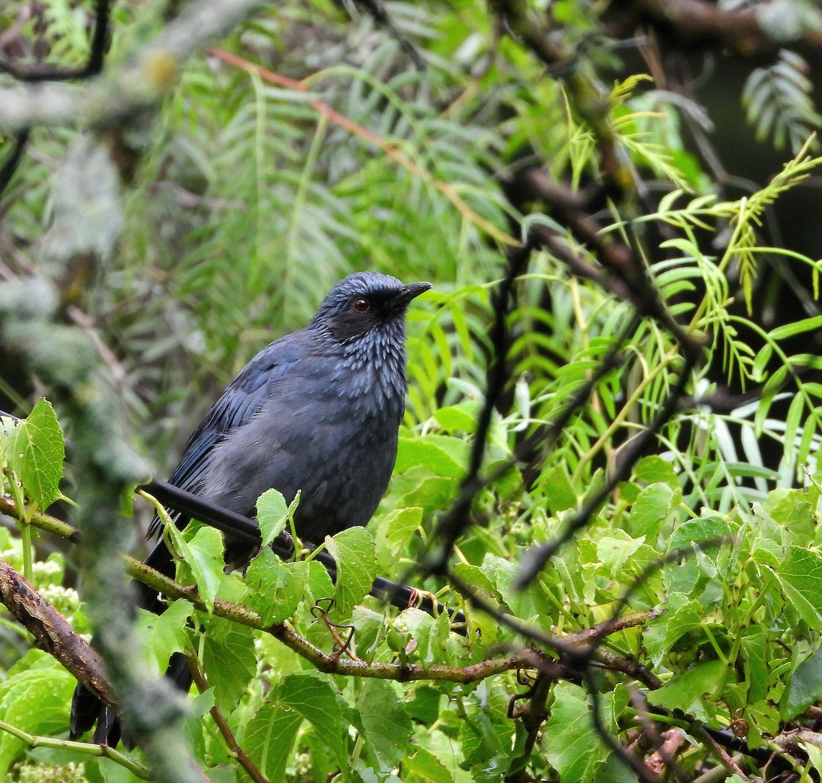 Blue Mockingbird - ML644780994