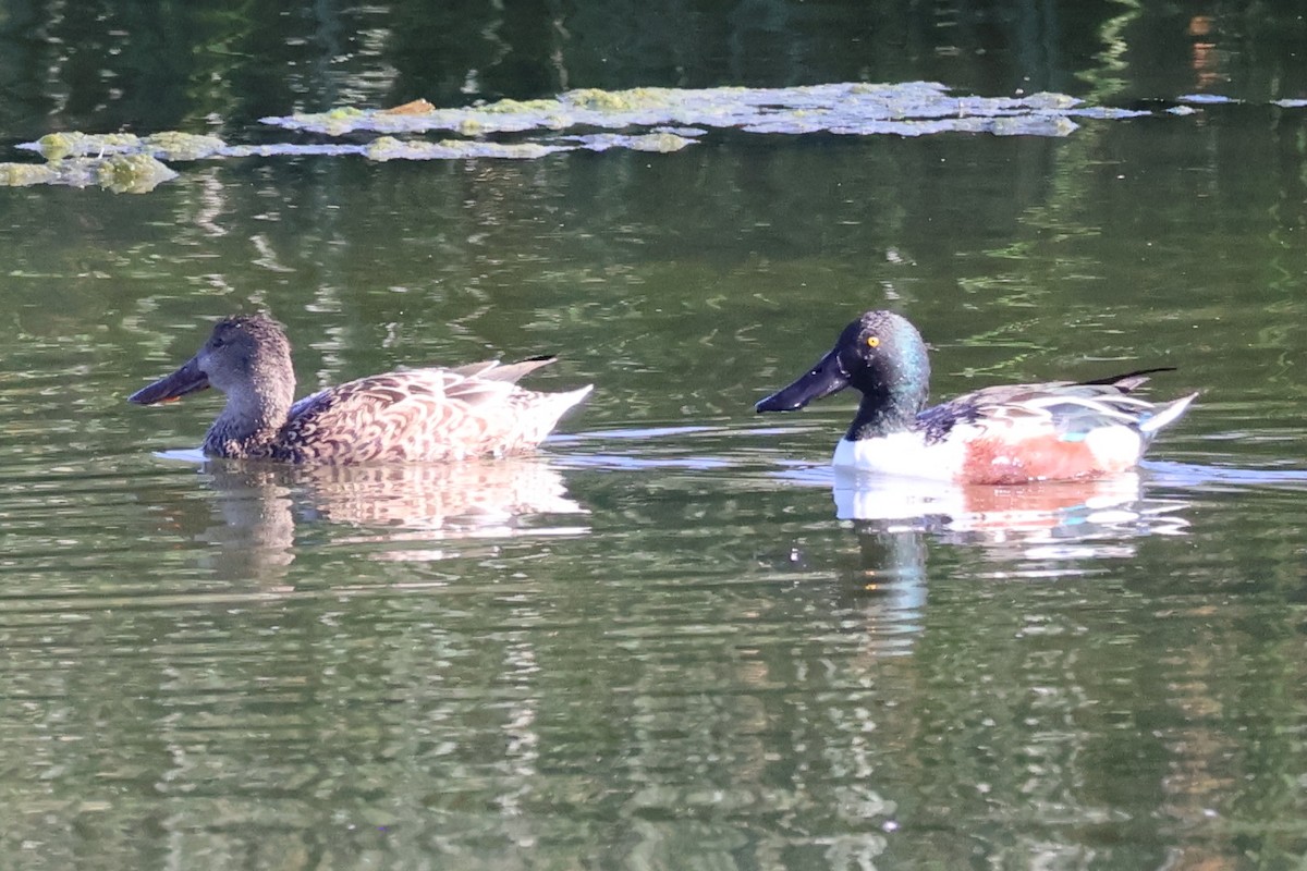 skjeand - ML644780997