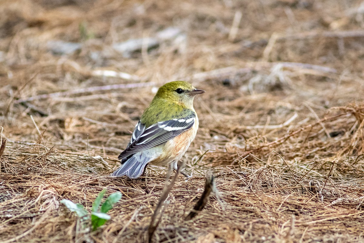 Bay-breasted Warbler - ML644780998