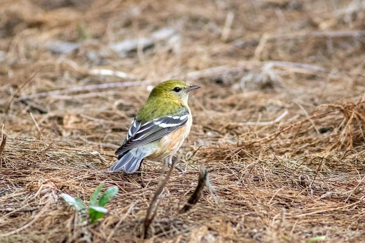 Bay-breasted Warbler - ML644780999