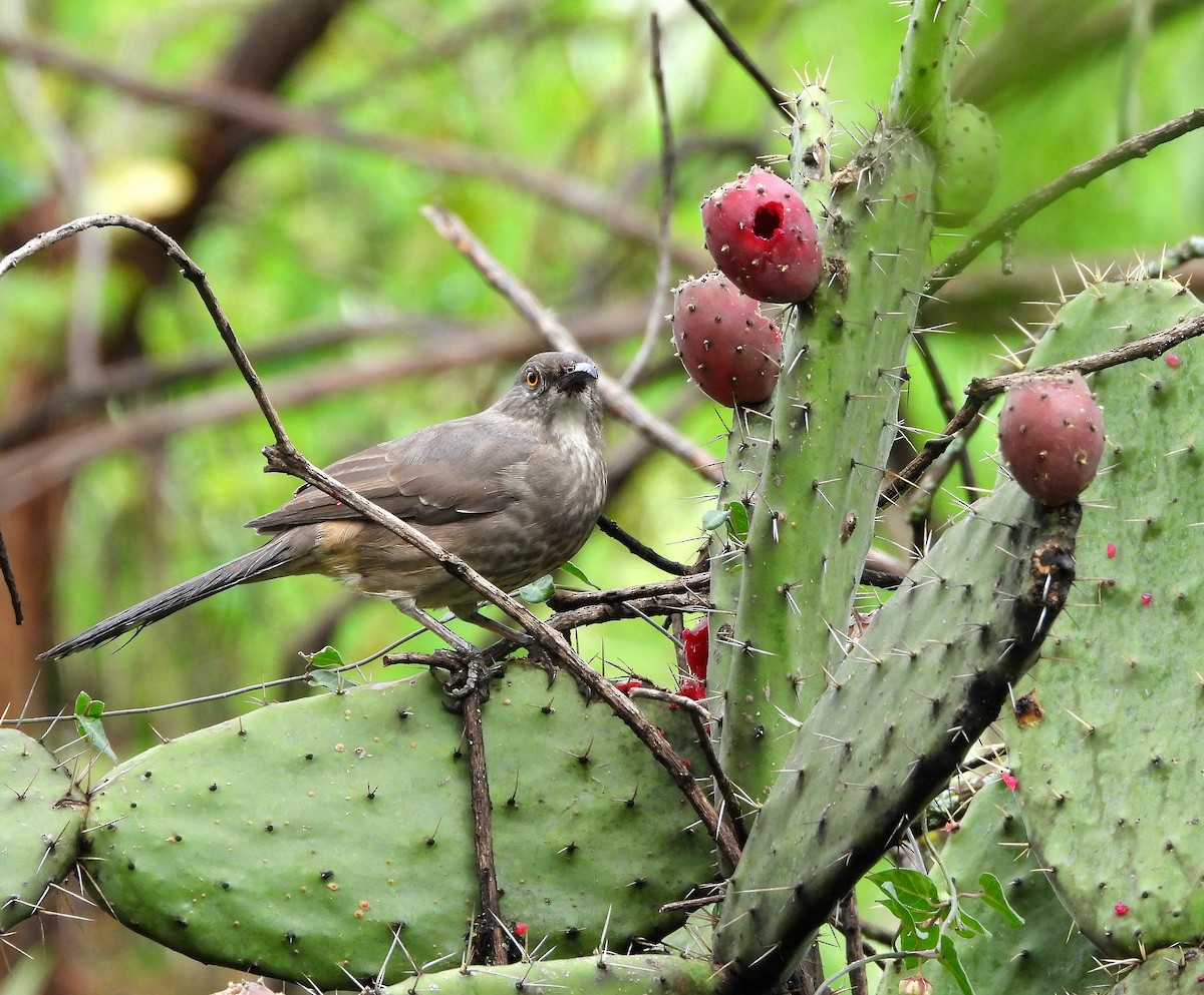 Curve-billed Thrasher - ML644781001