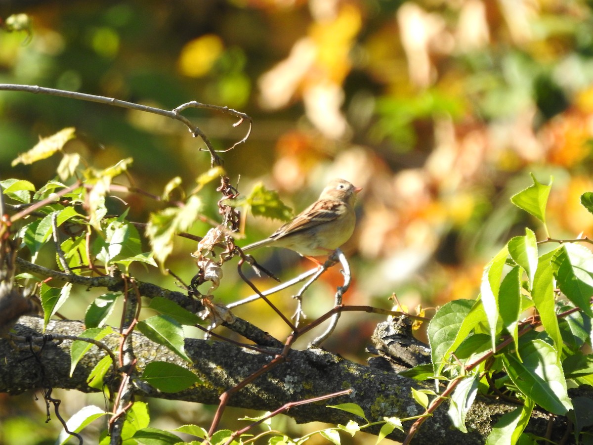 Field Sparrow - ML644781006