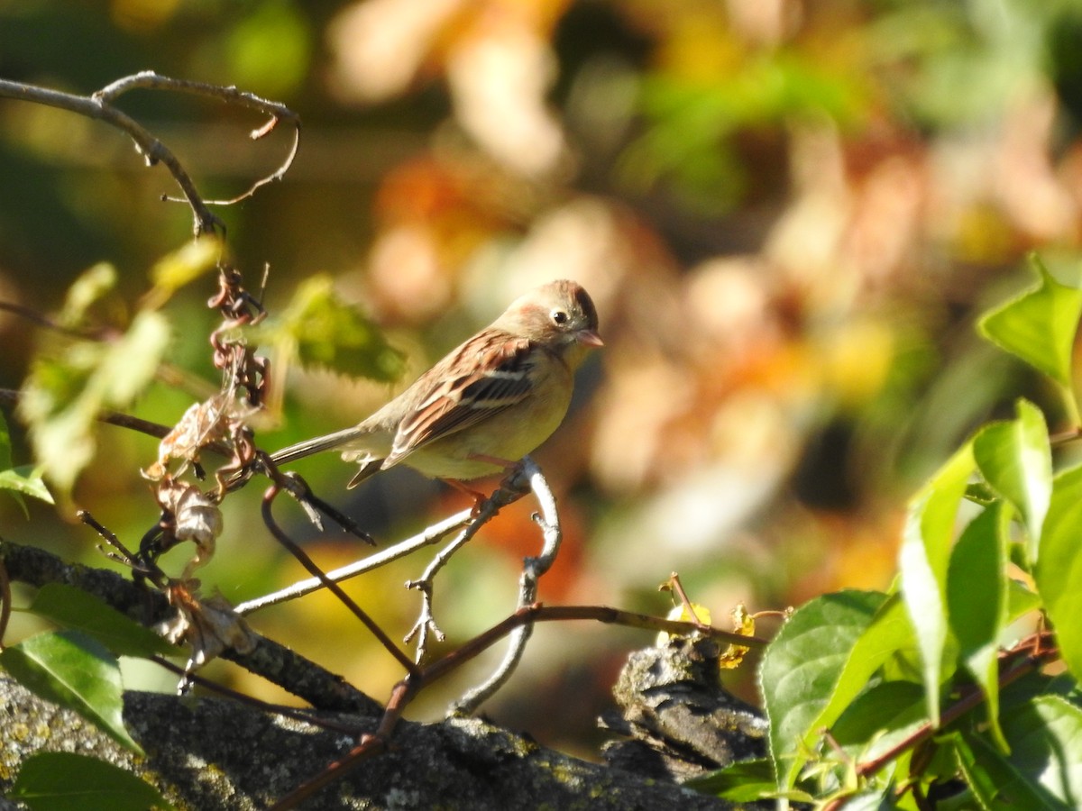 Field Sparrow - ML644781007