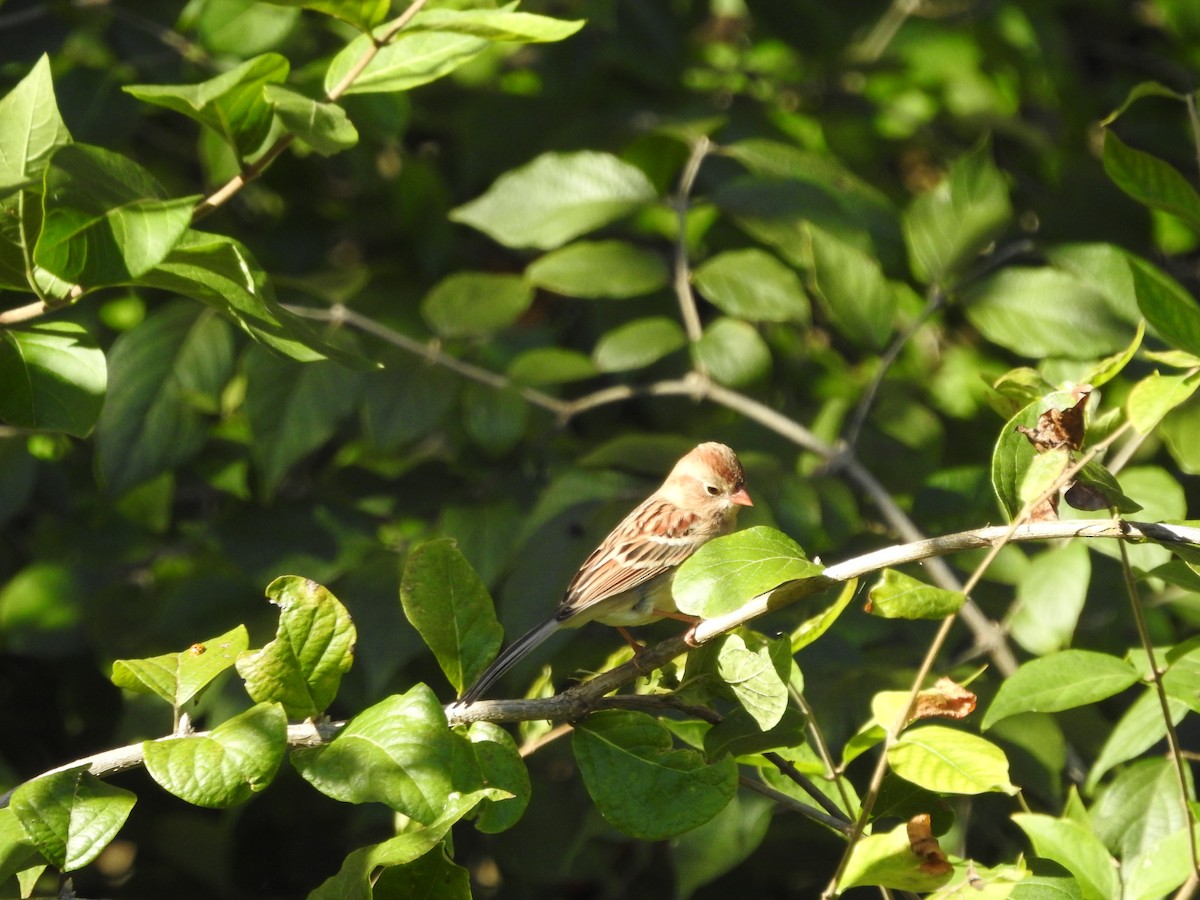 Field Sparrow - ML644781008