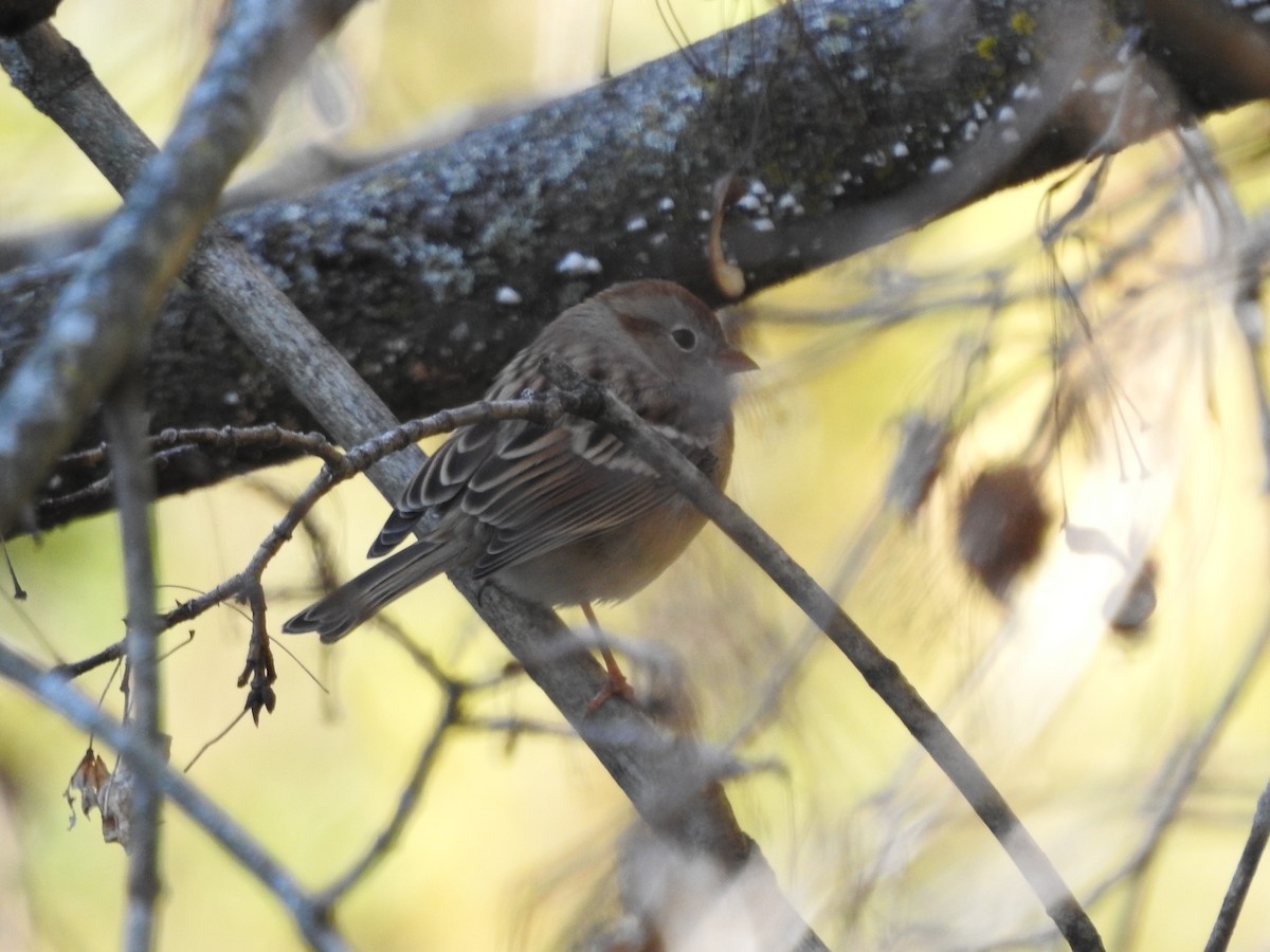 Field Sparrow - ML644781009
