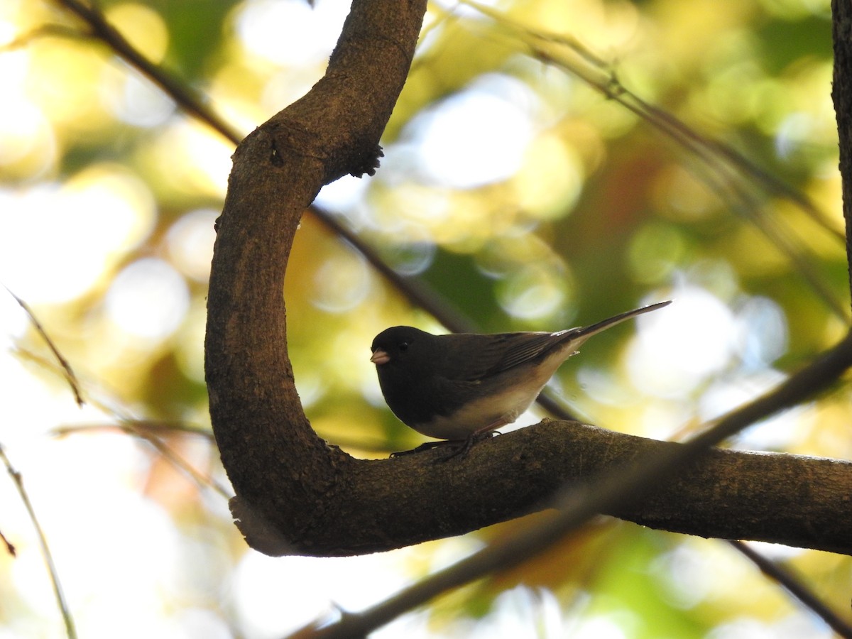 Junco ardoisé - ML644781015