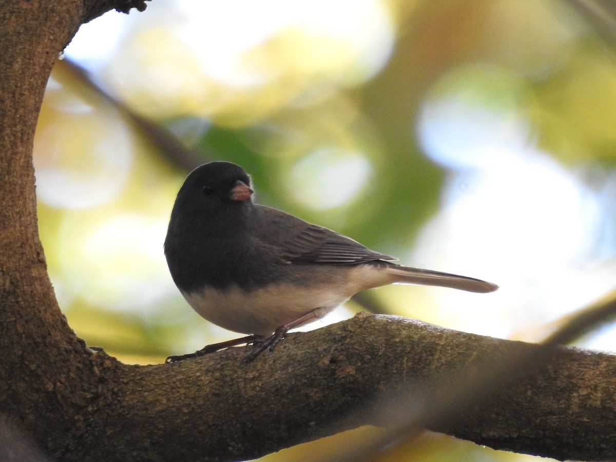Junco ardoisé - ML644781016