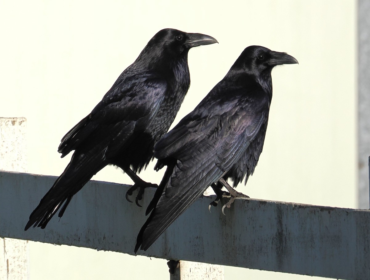 Erroi handia - ML644781021