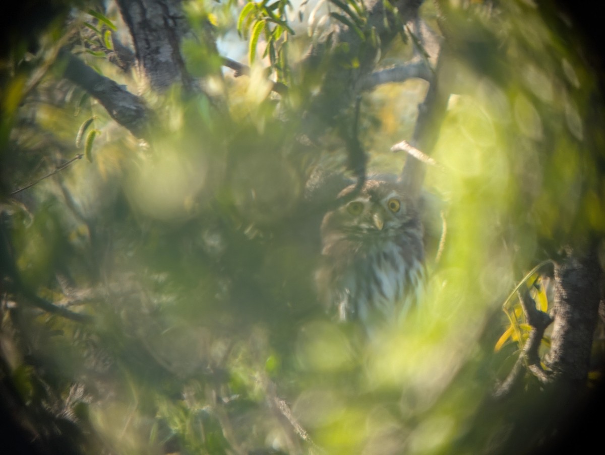 Ferruginous Pygmy-Owl - ML644781023