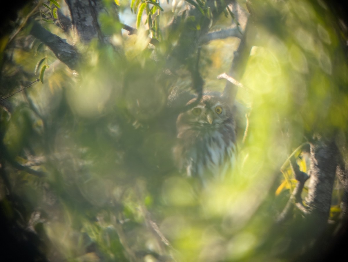 Ferruginous Pygmy-Owl - ML644781024