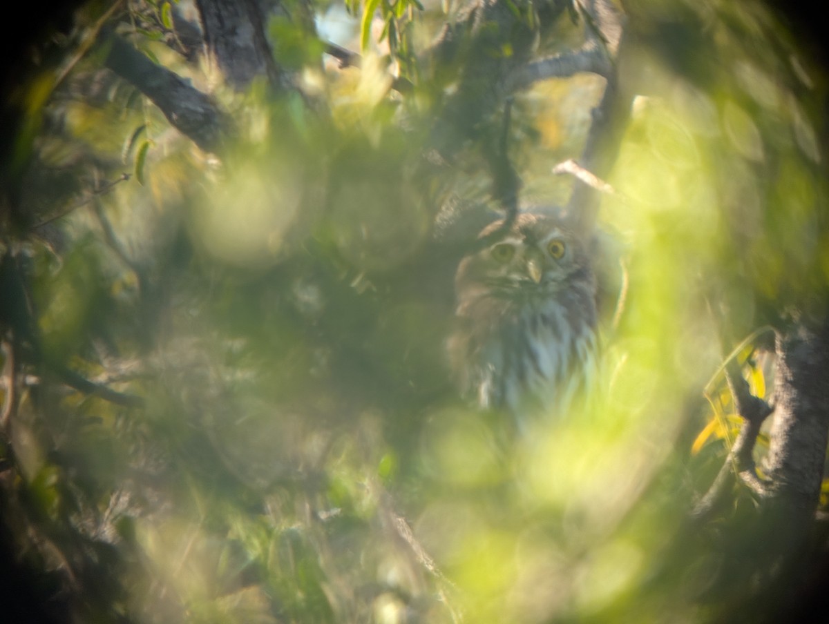 Ferruginous Pygmy-Owl - ML644781025