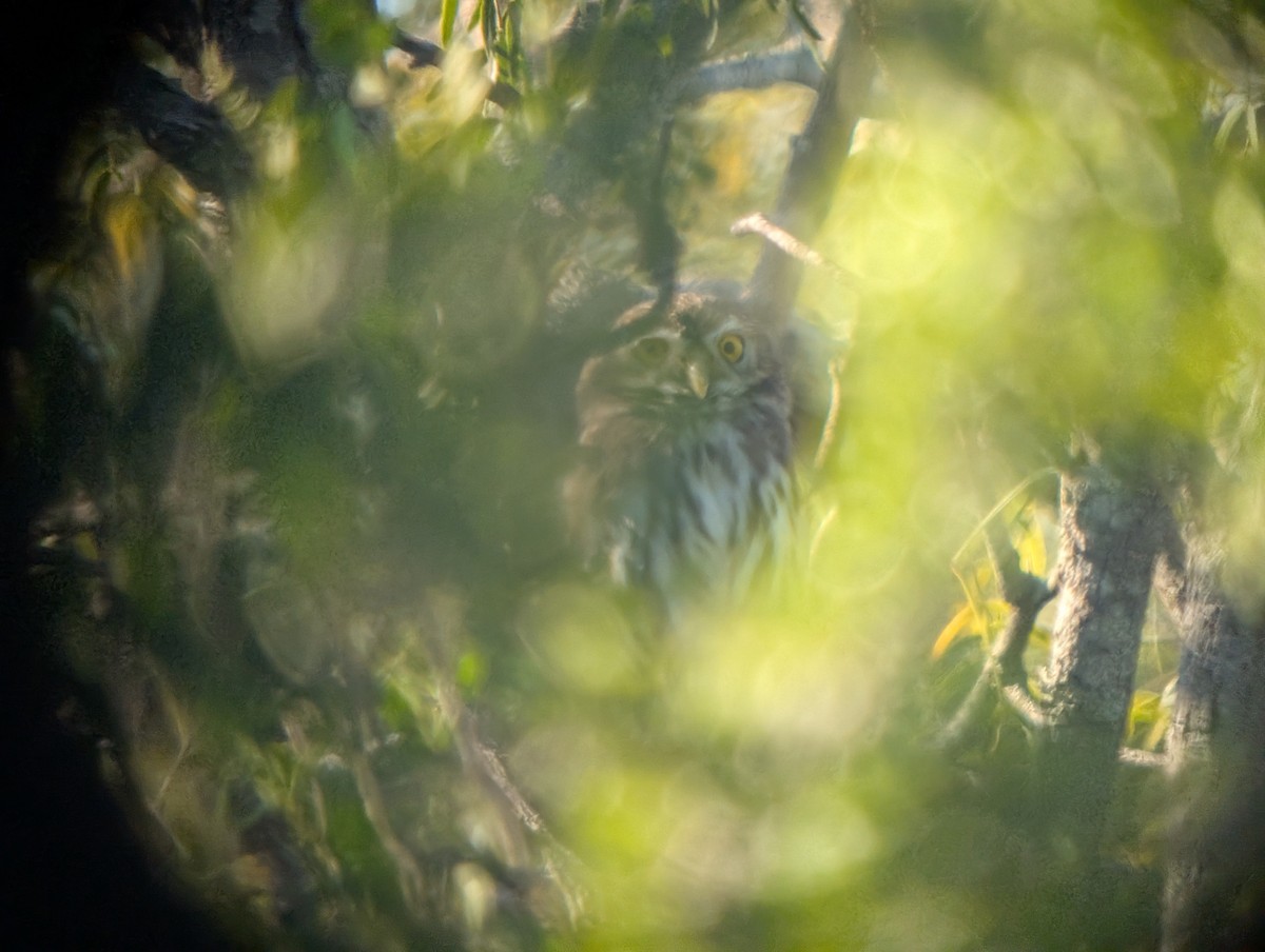 Ferruginous Pygmy-Owl - ML644781026