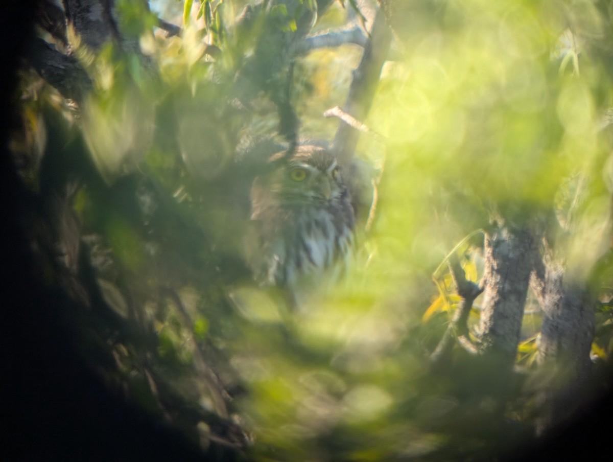 Ferruginous Pygmy-Owl - ML644781028