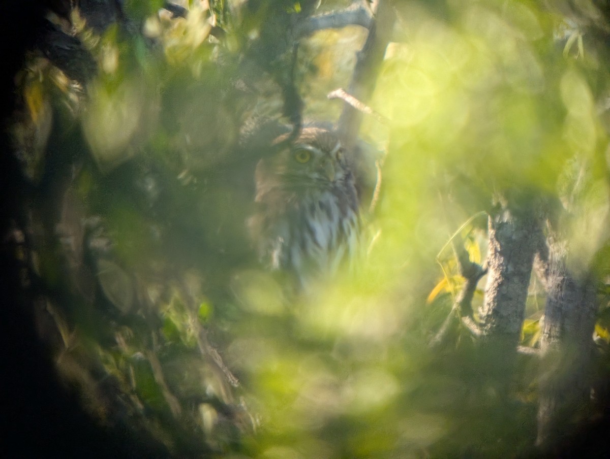 Ferruginous Pygmy-Owl - ML644781029