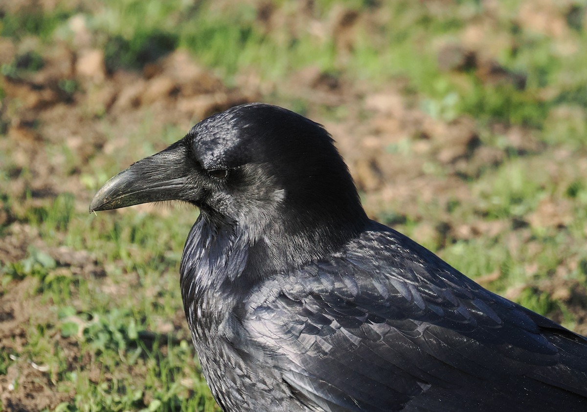 Erroi handia - ML644781042