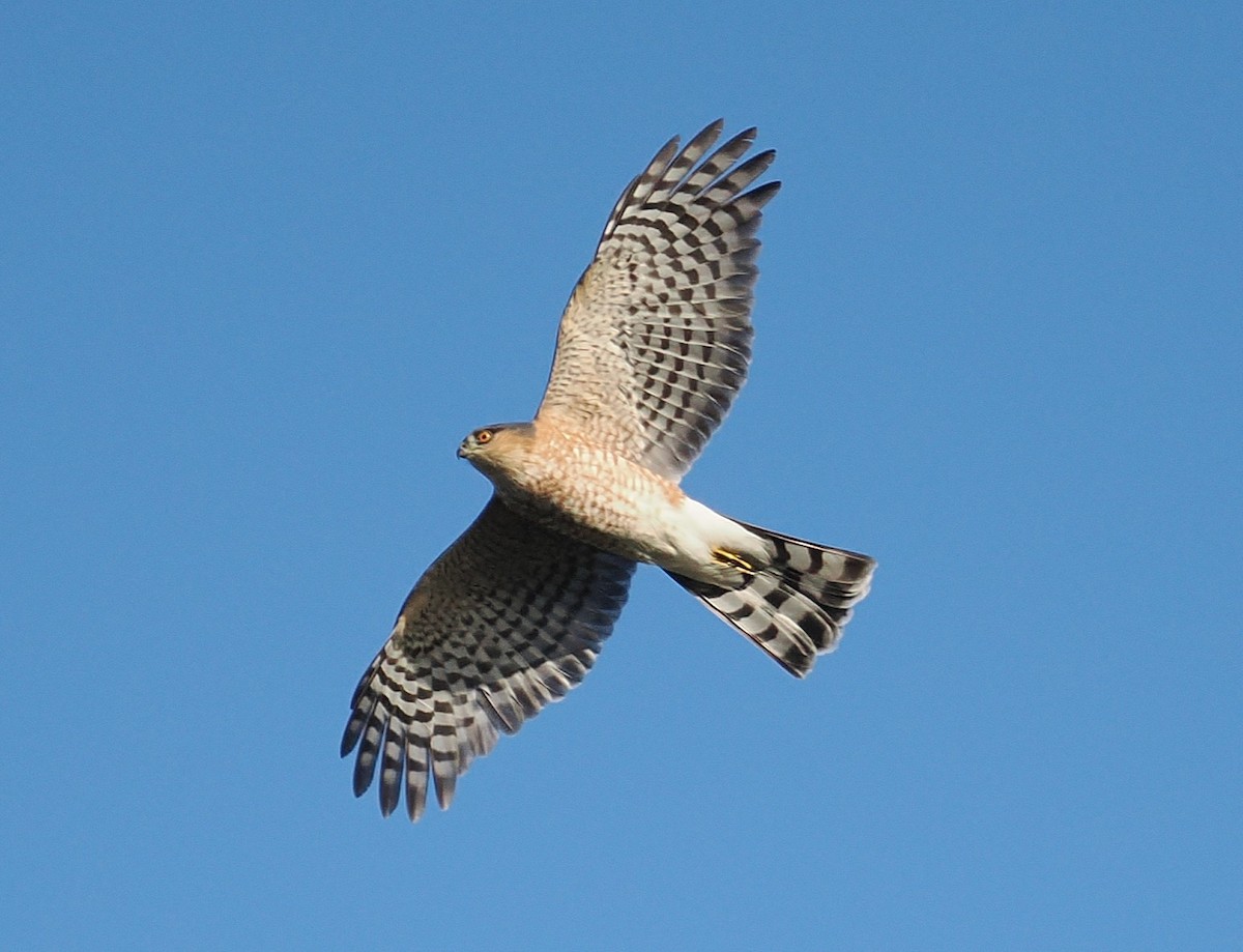 Sharp-shinned Hawk - ML644781050
