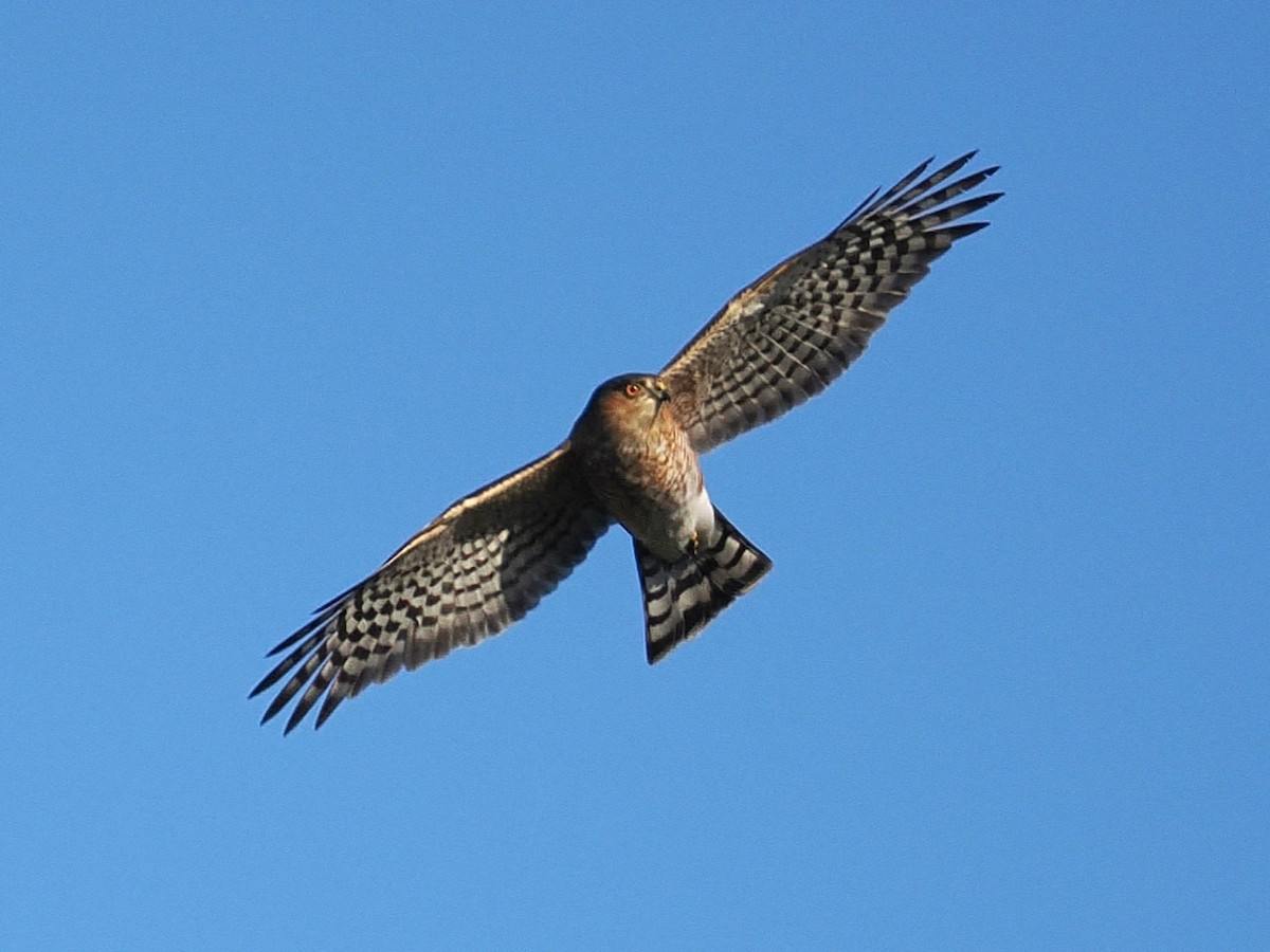 Sharp-shinned Hawk - ML644781054