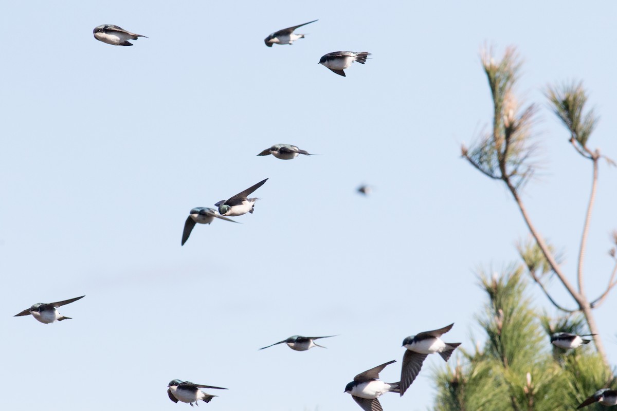 Tree Swallow - ML644781055