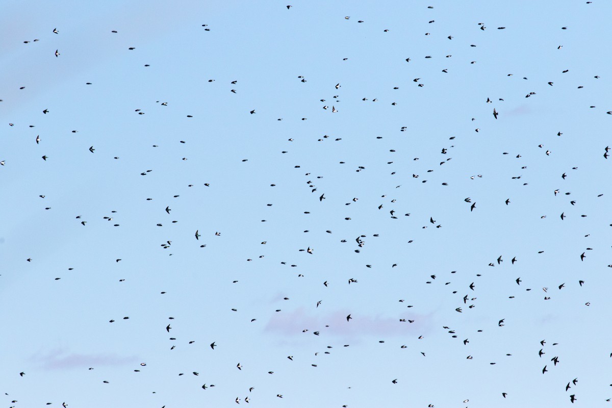 Tree Swallow - ML644781056