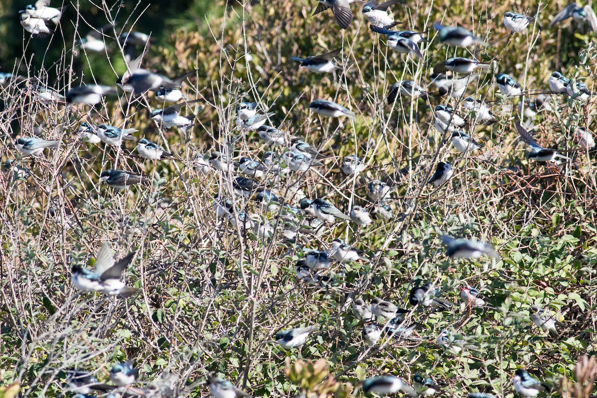 Tree Swallow - ML644781057