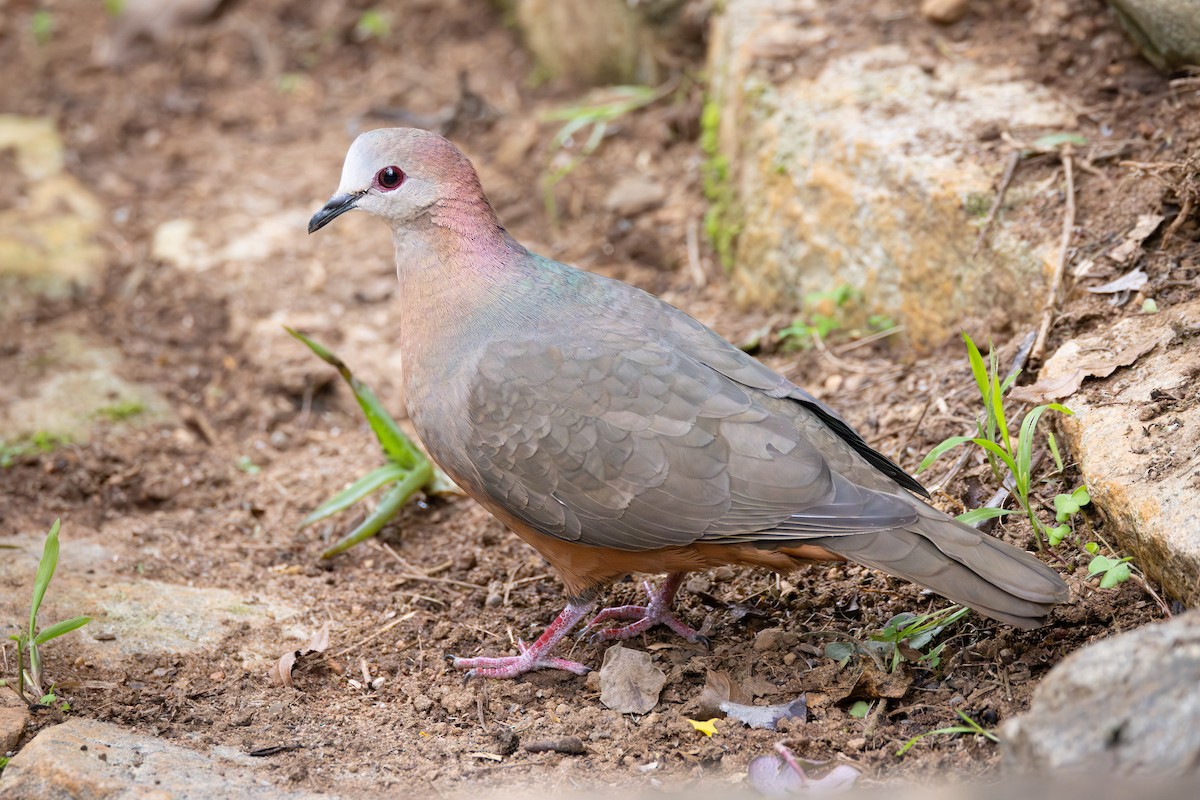 Lemon Dove - ML644781070