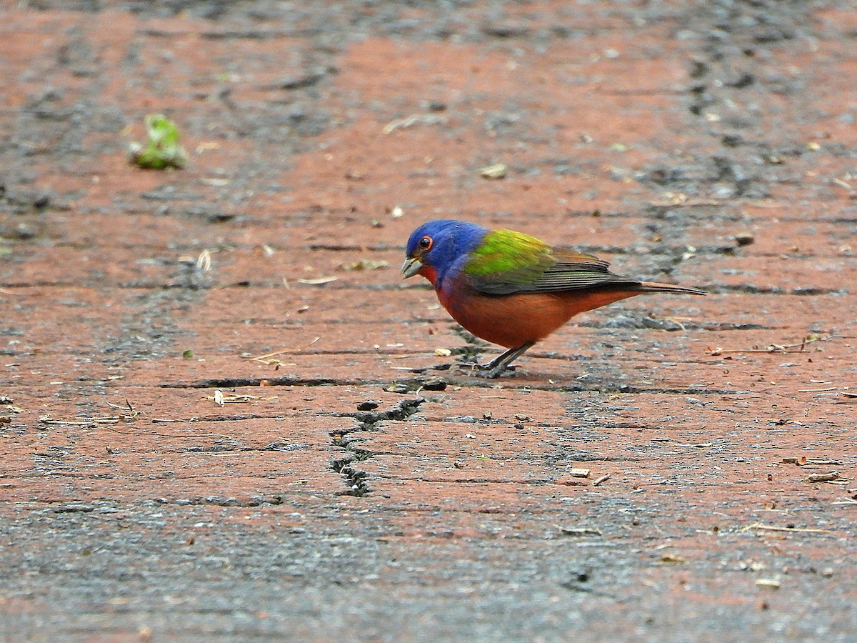 Painted Bunting - ML644781074
