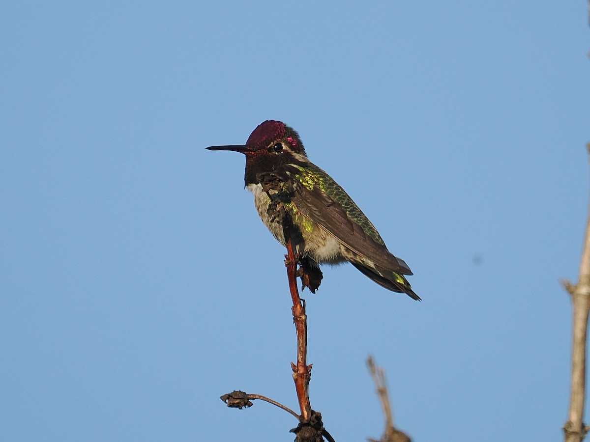 Anna's Hummingbird - ML644781079