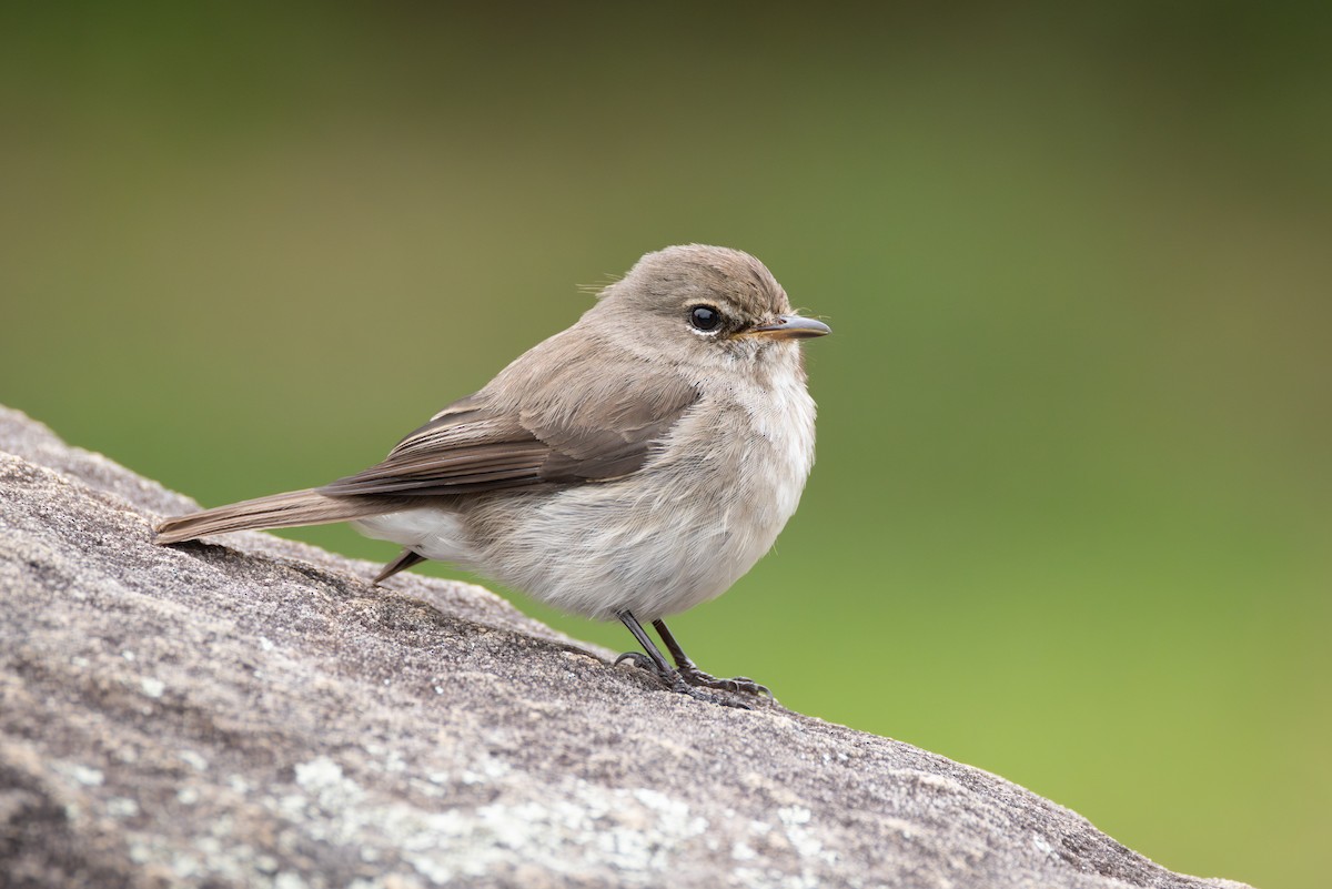 African Dusky Flycatcher - ML644781086