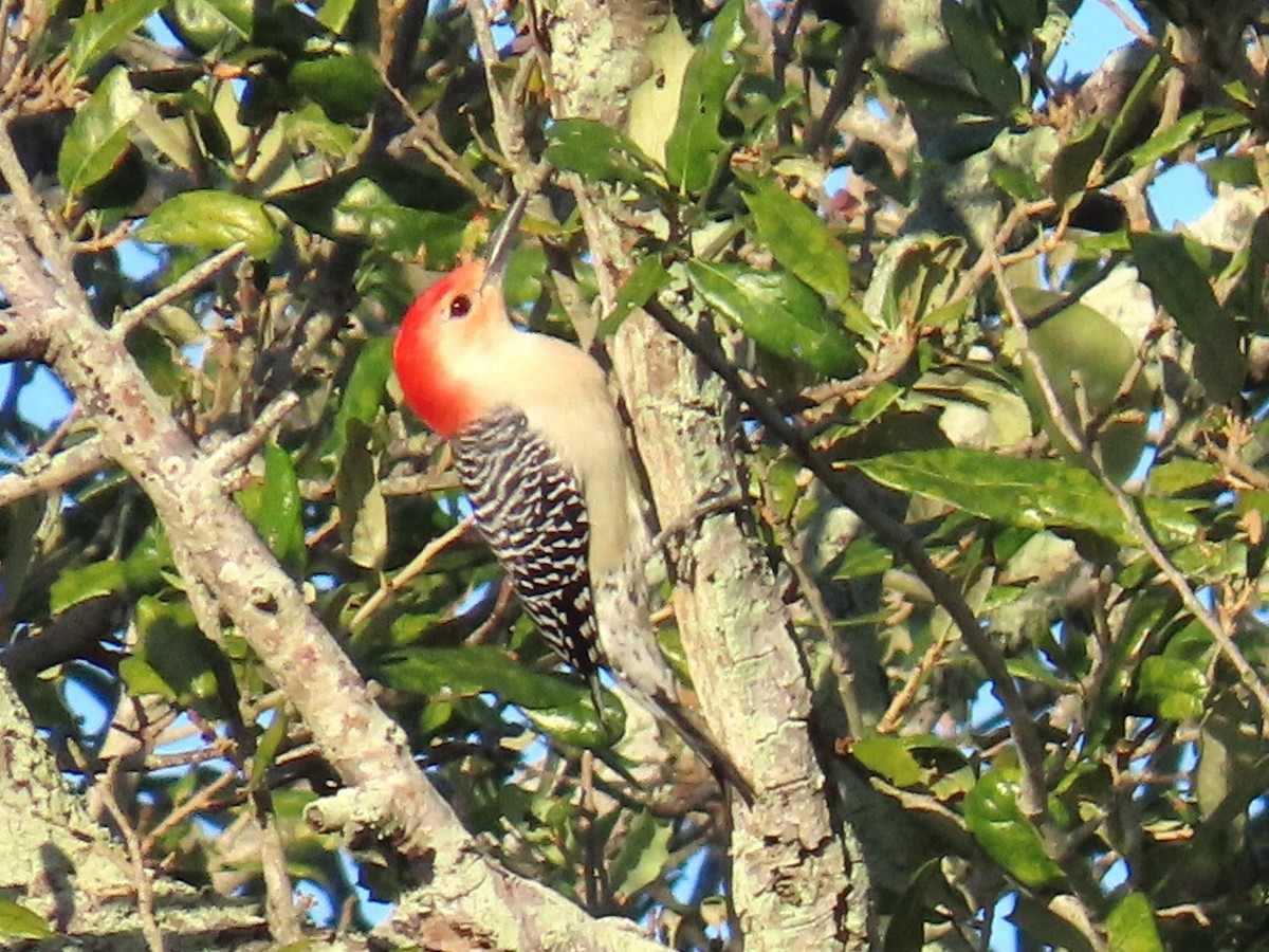 Carpintero de Carolina - ML644781099