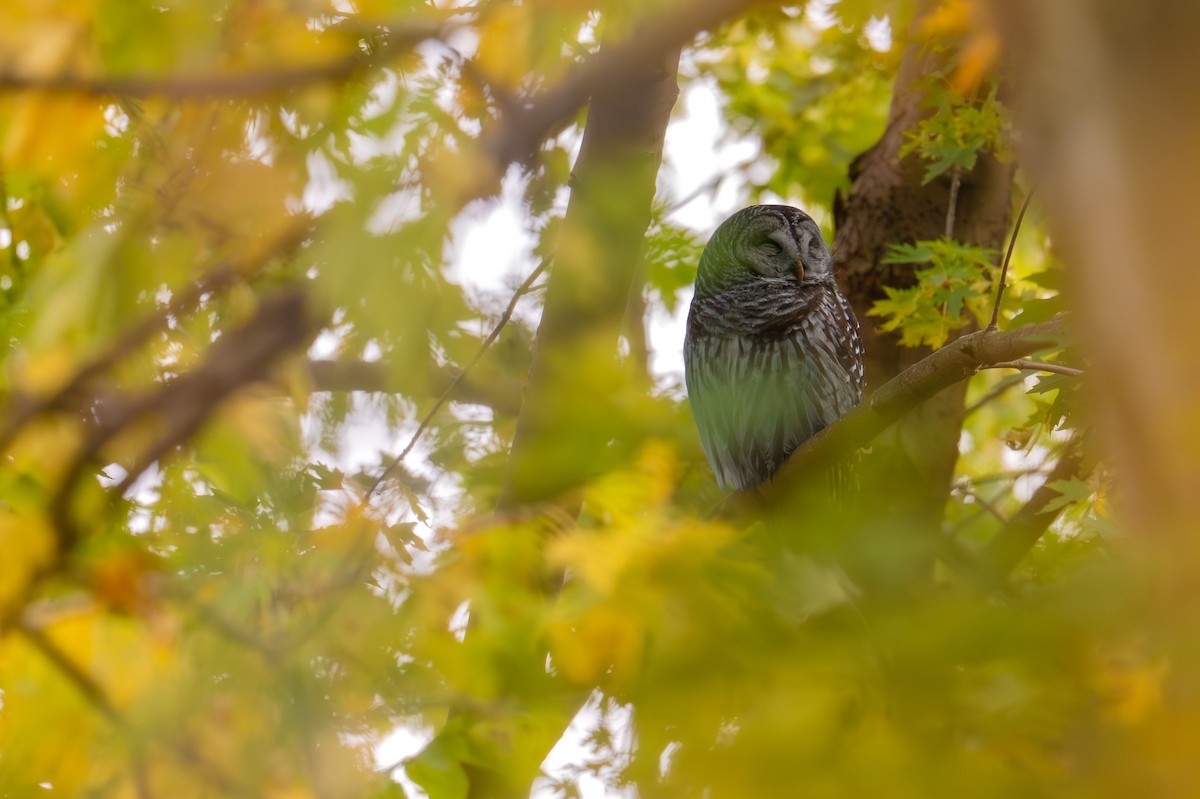 Barred Owl - ML644781108