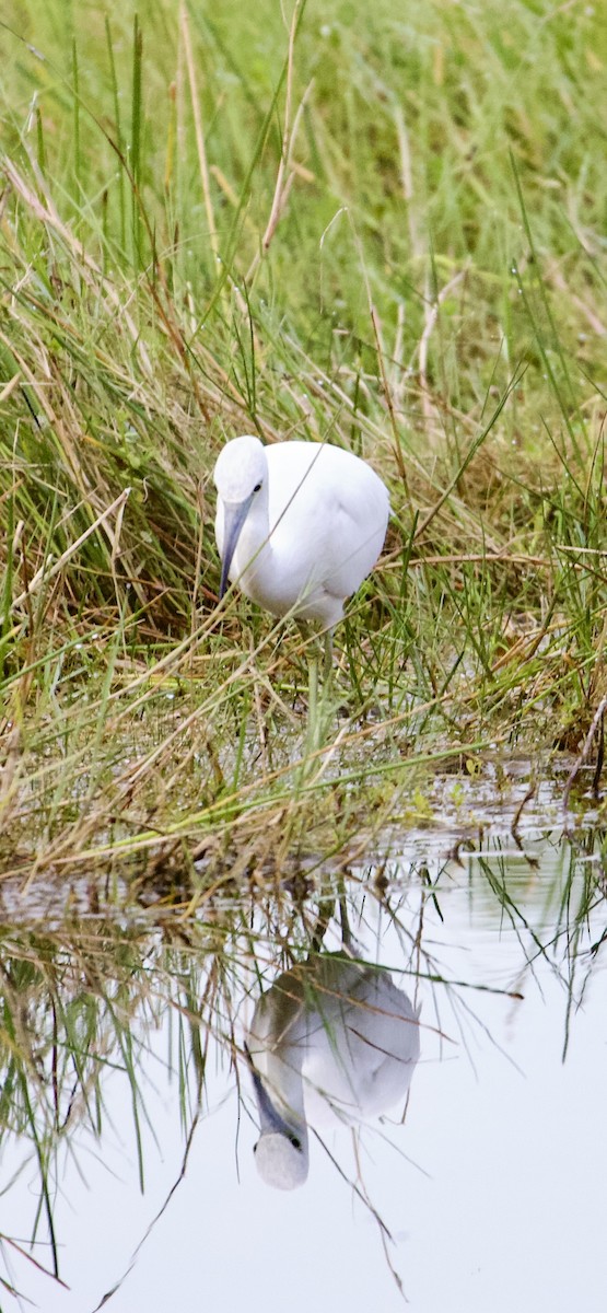 Little Blue Heron - ML644781112