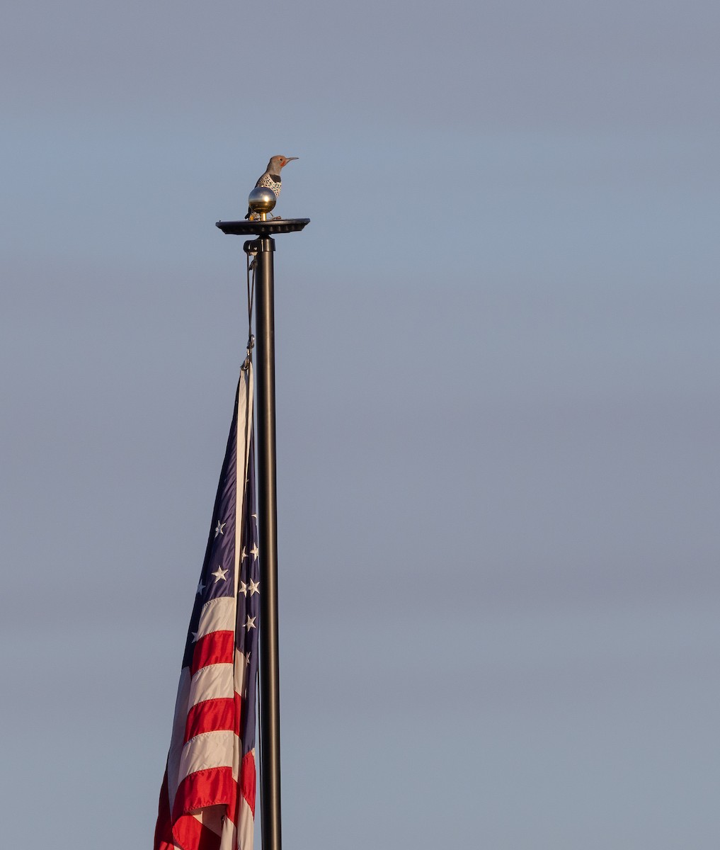 Gilded Flicker - ML644781117