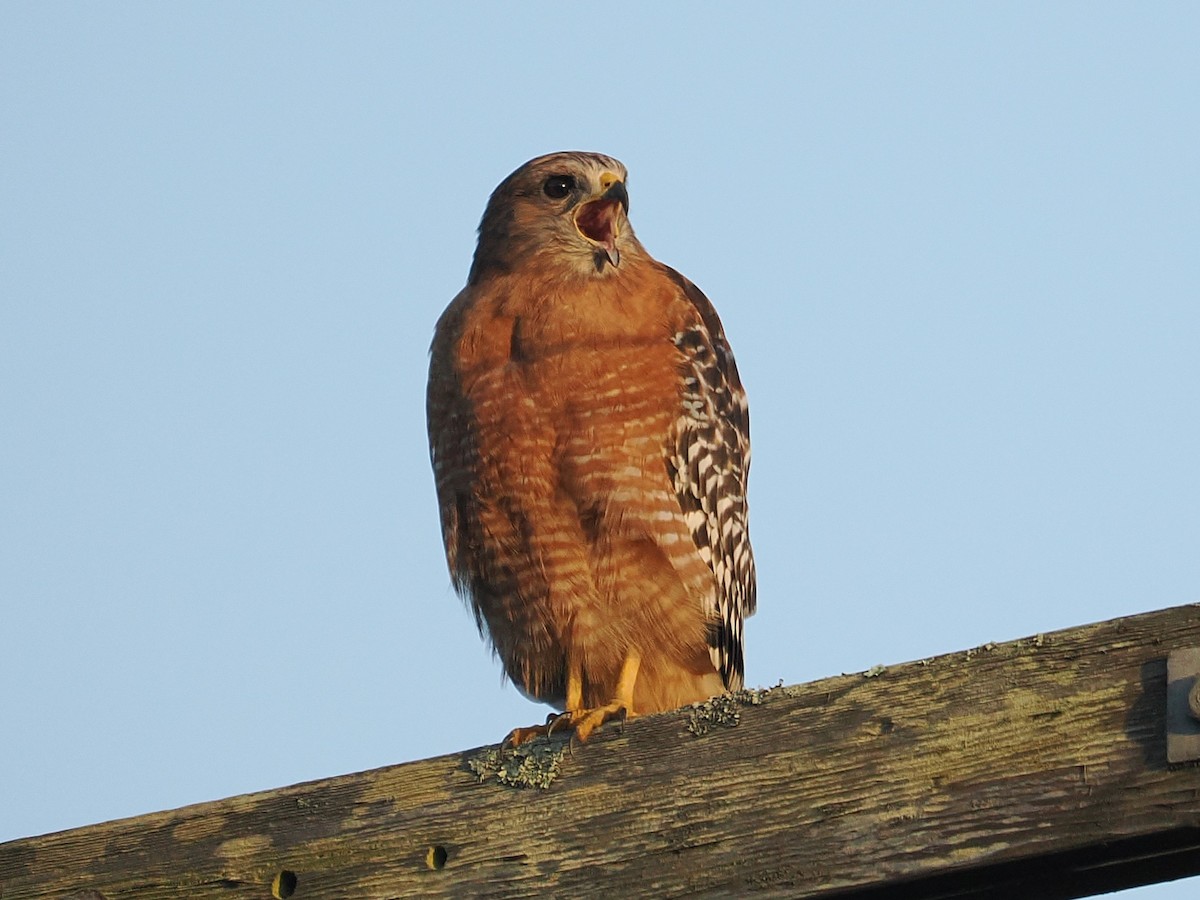 Red-shouldered Hawk - ML644781119