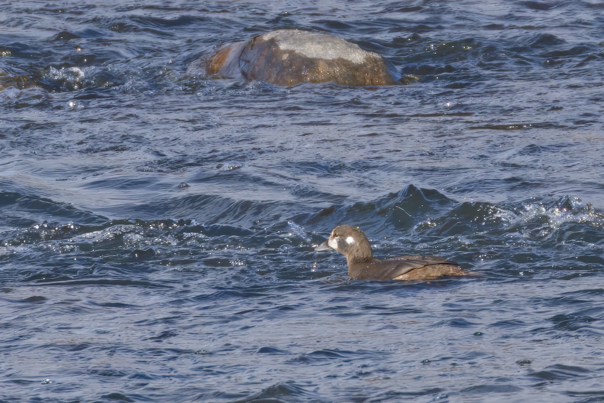 Palyaço Ördeği - ML644781123