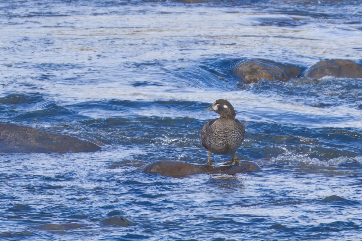 Palyaço Ördeği - ML644781124