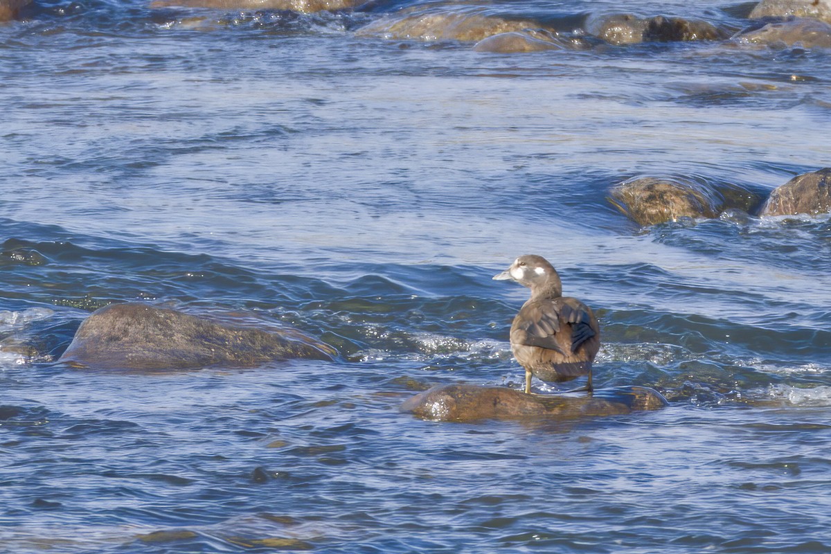 Palyaço Ördeği - ML644781125